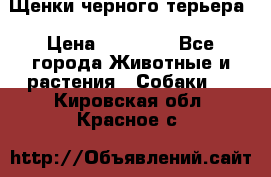 Щенки черного терьера › Цена ­ 35 000 - Все города Животные и растения » Собаки   . Кировская обл.,Красное с.